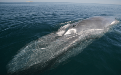 Blue Whale Head